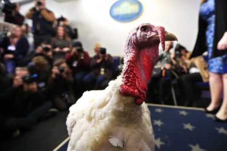 Grace’s Turkey Day Tips
