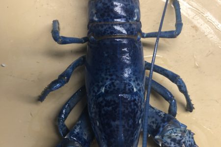 Catch of the Century: Arnold’s in Eastham finds rare blue lobster