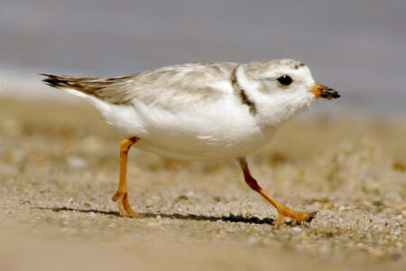 “Open the Beach!” Residents Fed Up Over Boston Piping Plover Closure